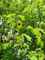 Celtis laevigata image