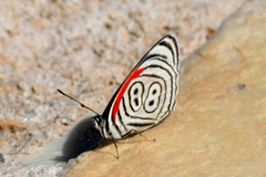 Diaethria eluina