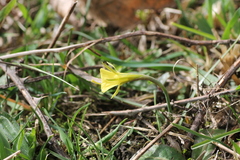 Narcissus bulbocodium graellsii