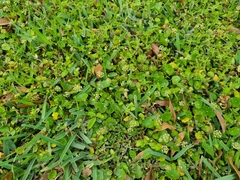 Hydrocotyle umbellata image