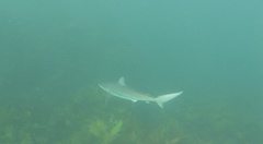 Carcharhinus obscurus