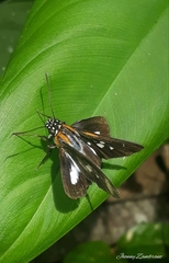 Vettius phyllus