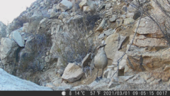 Scelorchilus albicollis