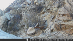 Scelorchilus albicollis