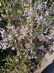 Thryptomene saxicola