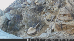 Scelorchilus albicollis