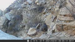 Scelorchilus albicollis