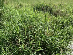 Hymenachne amplexicaulis