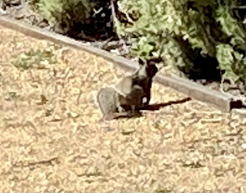 iNaturalist observation photo of California Ground Squirrel