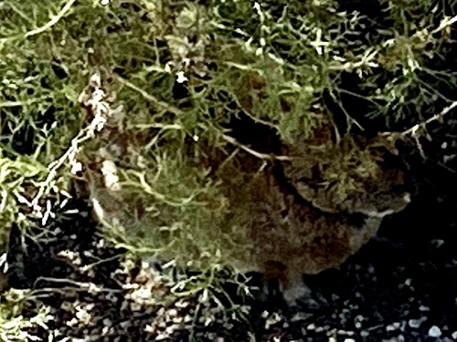 iNaturalist observation photo of Cottontail Rabbits