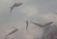 Aldrichetta forsteri