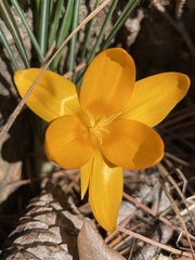 Crocus flavus flavus
