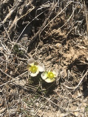 Ranunculus andersonii
