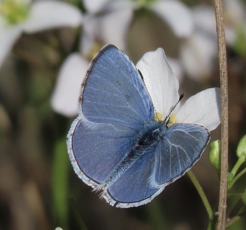 Spring azure