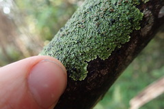 Pannaria minutiphylla