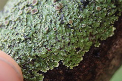 Pannaria minutiphylla