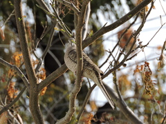Columbina inca