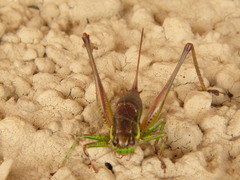 Eupholidoptera chabrieri