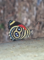 Catagramma hystaspes