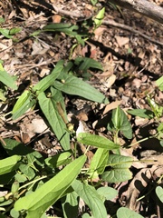 Aristolochia meridionalis