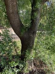 Maytenus boaria