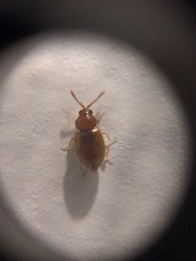 Atomaria lewisi