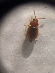 Atomaria lewisi