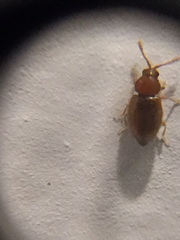 Atomaria lewisi
