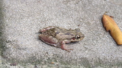 Scinax x-signatus