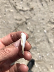 Austromacoma constricta