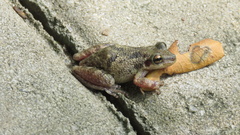 Scinax x-signatus