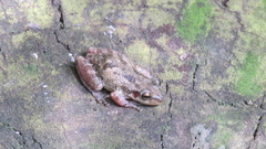 Scinax x-signatus