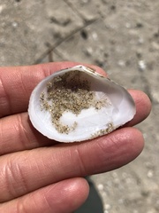 Austromacoma constricta