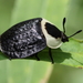 American Carrion Beetle - Photo (c) ColinDJones, some rights reserved (CC BY-NC), uploaded by ColinDJones