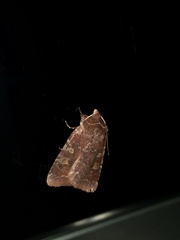 Cerastis tenebrifera