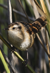 Phleocryptes melanops melanops