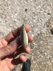 Austromacoma constricta