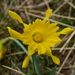 Narcissus minor asturiensis - Photo (c) emilio2020, osa oikeuksista pidätetään (CC BY-NC), lähettänyt emilio2020