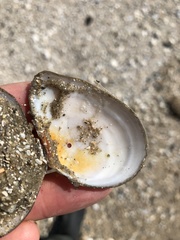 Austromacoma constricta