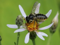 Megachile relativa