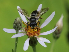 Megachile relativa