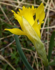 Narcissus minor