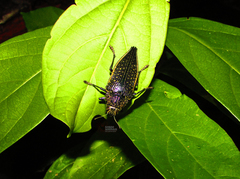 Psiloptera olivieri