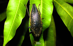 Psiloptera olivieri