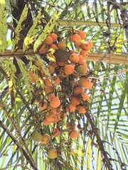 Syagrus schizophylla