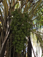 Syagrus schizophylla