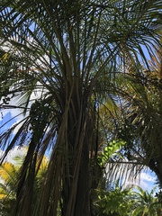 Syagrus schizophylla