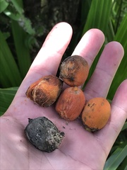 Syagrus schizophylla