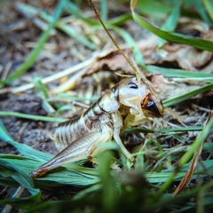 Hemiandrus pallitarsis