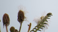 Mimosa decorticans